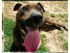 Adopt Keller (blind, senior) a American Staffordshire Terrier, Hound
