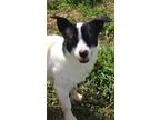 Adopt PICCOLO a Terrier, Jack Russell Terrier