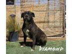 Adopt Diamond a Brindle - with White Cane Corso dog in Mojave, CA (30587661)