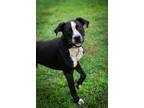 Adopt Cowboy a American Staffordshire Terrier, Pointer