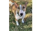 Harley, Bull Terrier For Adoption In Dallas, Texas