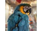Adopt Coco a Macaw