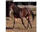 Adopt Melt With You (riding horse in training) a Standardbred