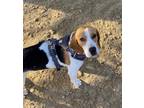 Adopt Lacy a Tricolor (Tan/Brown & Black & White) Beagle / Mixed dog in Los