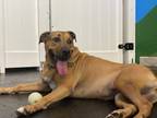 Adopt Stella a Tan/Yellow/Fawn - with Black Shar Pei / German Shepherd Dog dog