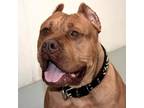 Adopt Magoo a Red/Golden/Orange/Chestnut Staffordshire Bull Terrier / Mixed dog