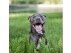 Adopt Charlie a American Staffordshire Terrier, Labrador Retriever