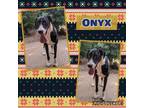 Adopt Onyx a Great Dane, Greyhound