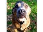 Adopt Courtesy Posting: Sadie a American Staffordshire Terrier
