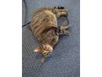 Adopt Caddie a Gray, Blue or Silver Tabby Domestic Shorthair / Mixed cat in