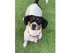 Adopt Lexie / Callie a Beagle / Jack Russell Terrier / Mixed dog in Dalton