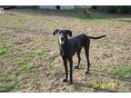 Adopt Camden a Black Labrador Retriever / Great Dane / Mixed dog in Coldwater