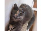 Adopt Medico Mama a Tortoiseshell Turkish Angora / Mixed (short coat) cat in