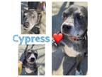 Adopt Cypress a Pit Bull Terrier