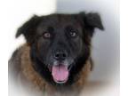 Adopt Cassie a Black - with Brown, Red, Golden, Orange or Chestnut Mixed Breed