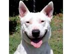 Adopt Sheila JR* a White - with Tan, Yellow or Fawn Bull Terrier / Mixed Breed