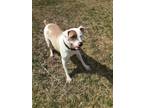 Adopt Draco a Great Pyrenees, Pit Bull Terrier