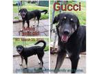 Adopt Gucci a Black German Shepherd Dog / Anatolian Shepherd / Mixed dog in
