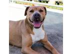 Adopt Sunny a Pit Bull Terrier
