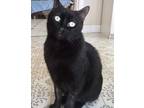 Adopt Sam a All Black Manx / Mixed (short coat) cat in Liberty, NC (30885782)