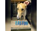 Adopt Easton a Greyhound
