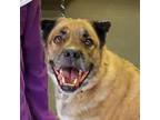 Adopt Artie DS a Brindle Akita / Boxer / Mixed dog in Baltimore, MD (30895609)