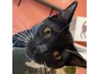 Adopt Sailor a All Black Domestic Shorthair / Mixed cat in LaBelle