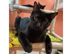 Adopt Capt. JP a All Black Domestic Shorthair / Mixed cat in LaBelle