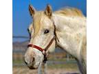 Adopt Carlos a White Appaloosa / Pony - Other horse in Prescott, AZ (30913055)