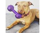 Layla, Pit Bull Terrier For Adoption In Ft. Lauderdale, Florida