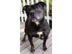 Adopt Hero OBEDIENCE & HOUSE TRAINED! a American Pit Bull Terrier / Boxer /