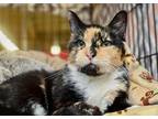 Adopt Moria Senior a American Shorthair / Mixed (short coat) cat in Bountiful