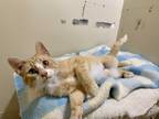 Adopt Carrot a Orange or Red (Mostly) Domestic Shorthair (short coat) cat in