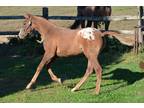 2020 red dun Appaloosa sport horse colt