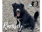 Adopt Ramsey 21-39 a Black Dutch Shepherd dog in Estevan, SK (30962460)