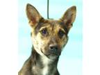 Adopt Inside Information IN FOSTER & HOUSE TRAINED a Shepherd (Unknown Type) /