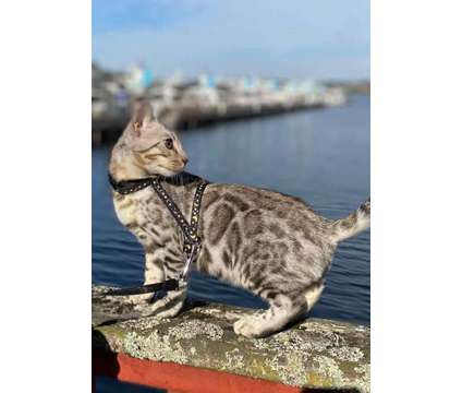 TICA and CFA Bengal Kittens is a Bengal Young For Sale in Olympia WA