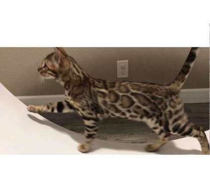 TICA and CFA Bengal Kittens is a Bengal Young For Sale in Olympia WA