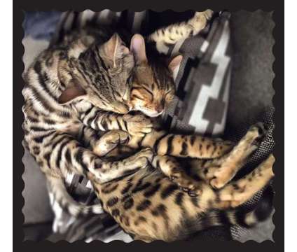 TICA and CFA Bengal Kittens is a Bengal Young For Sale in Olympia WA