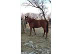 5 year old thoroughbred mare