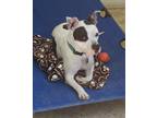 Adopt Georgie a White - with Black Staffordshire Bull Terrier / Mixed dog in