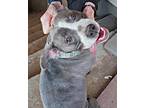 Adopt Lily a Gray/Silver/Salt & Pepper - with White Staffordshire Bull Terrier /