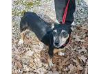 Baby, Miniature Pinscher For Adoption In Lyles, Tennessee