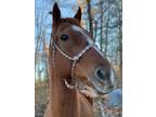 Adopt Easy a Thoroughbred