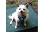 Pookie, Cairn Terrier For Adoption In La Honda, California