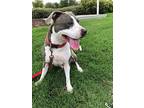 Diva, American Staffordshire Terrier For Adoption In Fort Worth, Texas