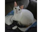 Adopt Abbie a White (Mostly) Siamese (short coat) cat in Lincolnton