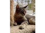 Yeager 20, Domestic Shorthair For Adoption In Brookhaven, Mississippi