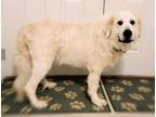 Adopt Maggie a Great Pyrenees