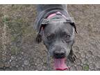 2103-0033 Metallica, Pit Bull Terrier For Adoption In Virginia Beach, Virginia